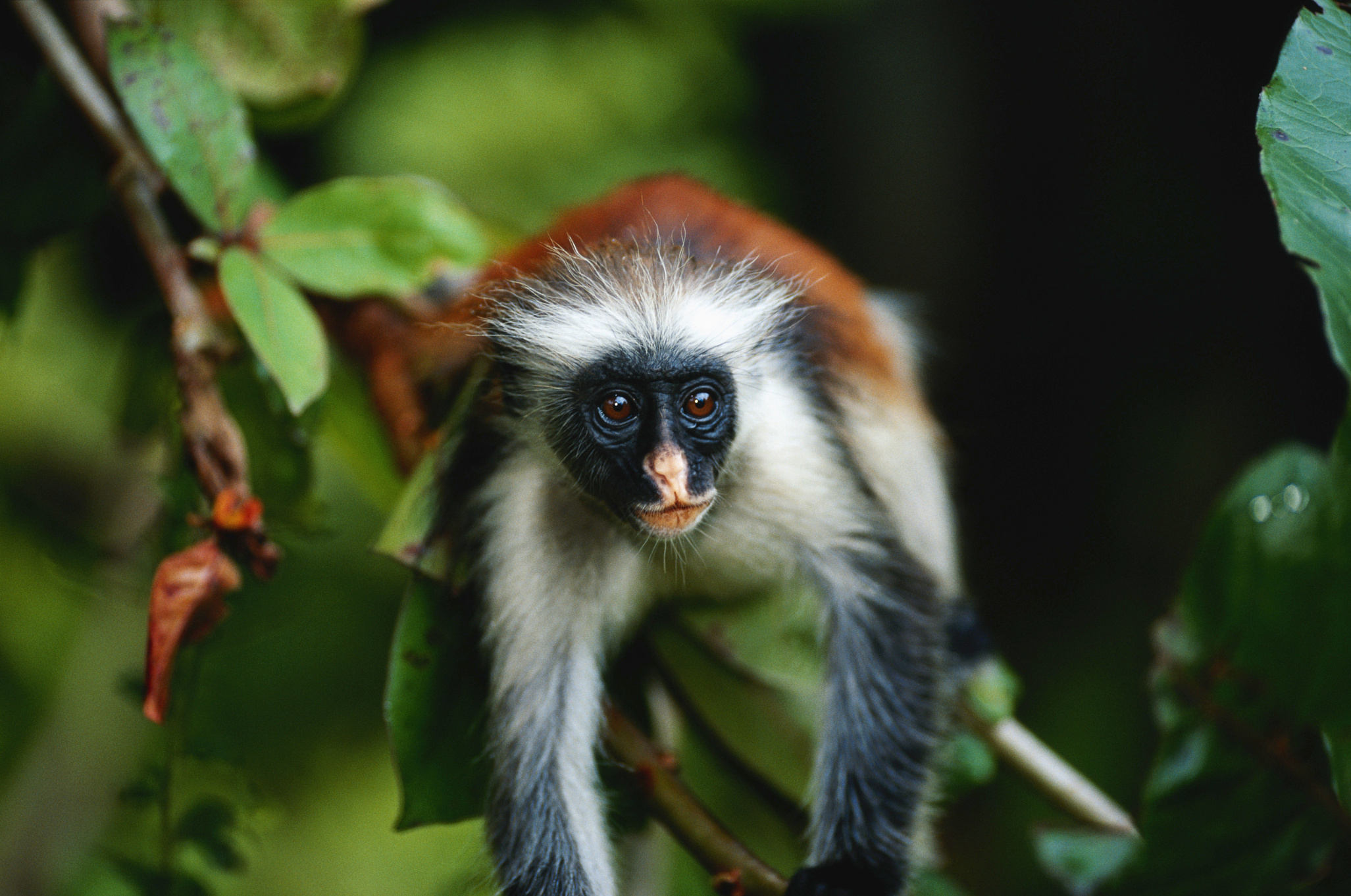 Zanzibar red colobus (Procolobus badius kirkii) lying, close up, Jozani forest, Zanzibar