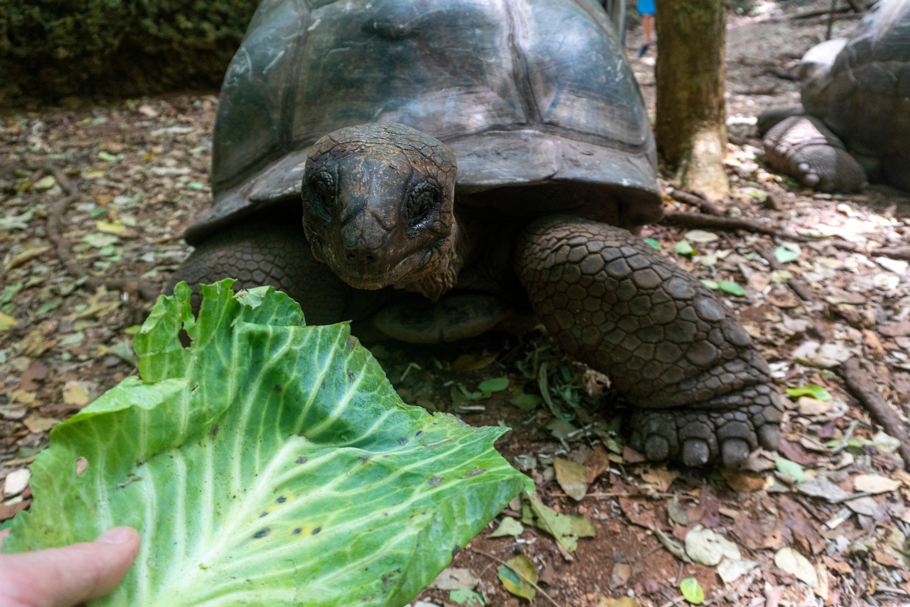 Feeding a Giant Aldabra Tortoise Aldabrachelys gigantea in the forest, at Prison Island, Zanzibar, Tanzania