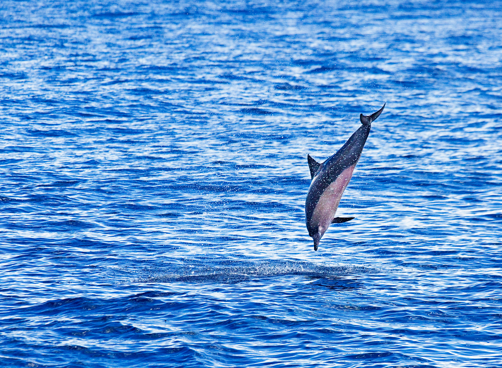 Dolphin Watching Boat Tour with Spinner Dolphin Jumping
